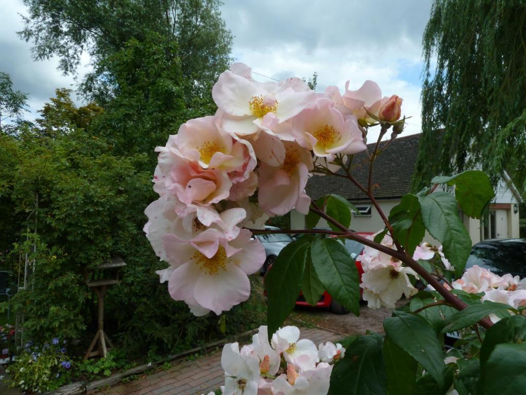 The Willows Guest House Takeley Oda fotoğraf